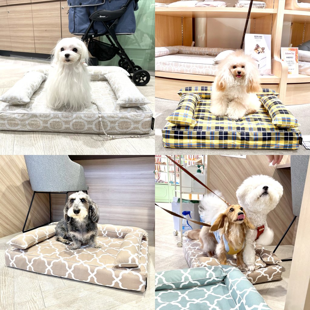 ロイヤルベッドお試し会｜犬のベッド：アンベルソ