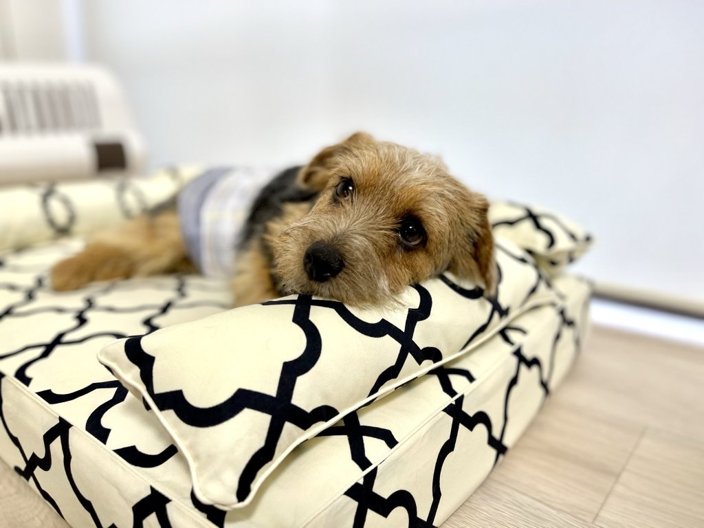 子犬のベッド　パピー