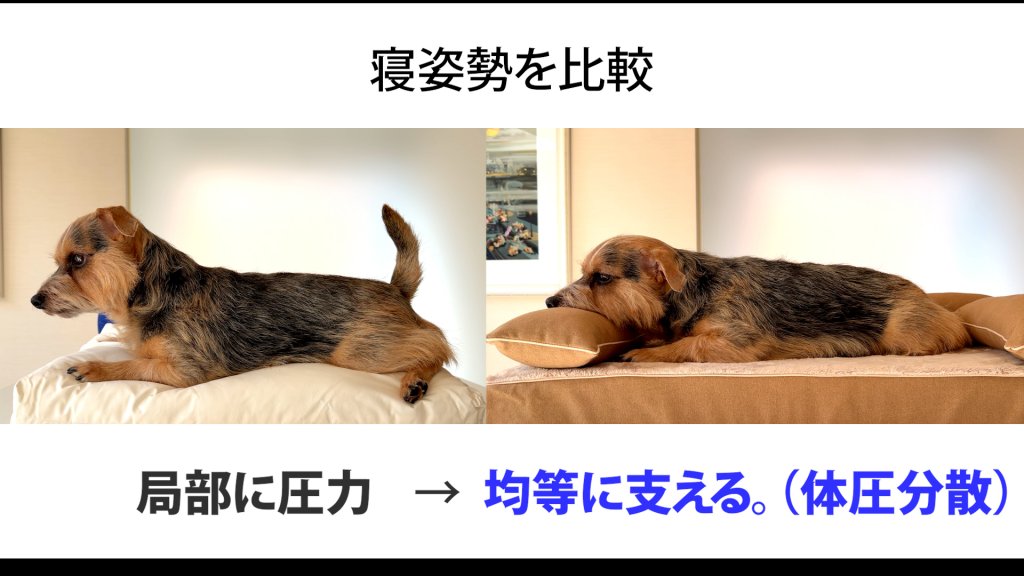 犬のベッド：体圧分散の実験